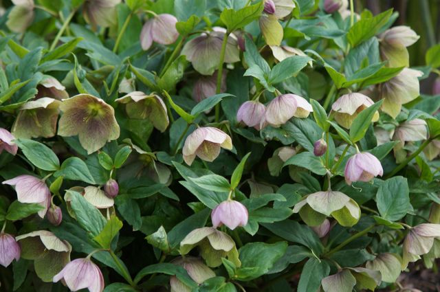 Hellebore plant with pink flowers.