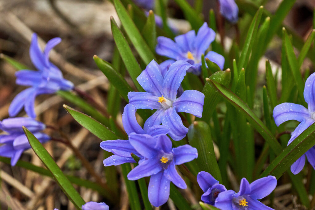 Siberian squill (Scilla siberica), small blue flowers with a yellow center and green leaves.