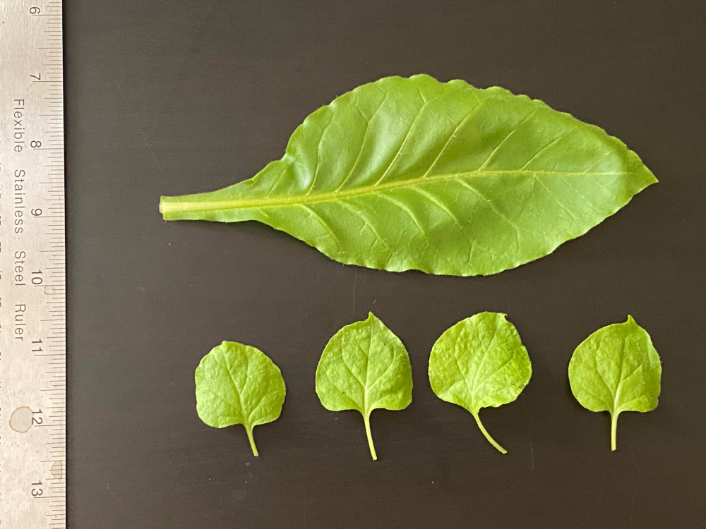 Large, oval leaf from Nicotiana tabacum and four smaller heart-shaped leaves from Nicotiana benthamiana